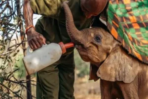 Human-Elephant Coexistence