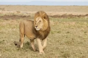 Predator Protection