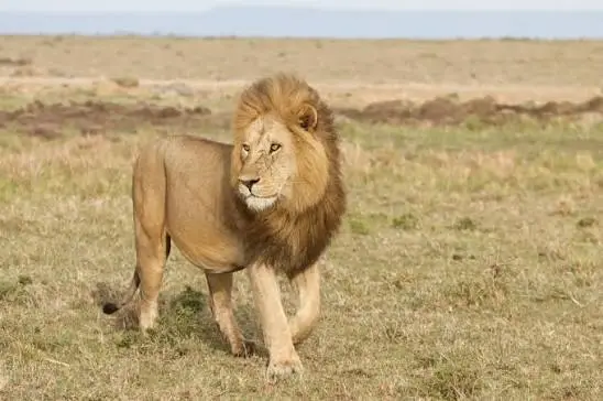 Predator Protection