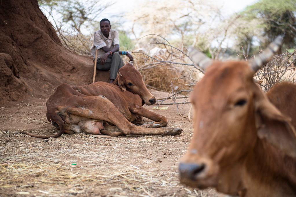 Livelihood Destruction