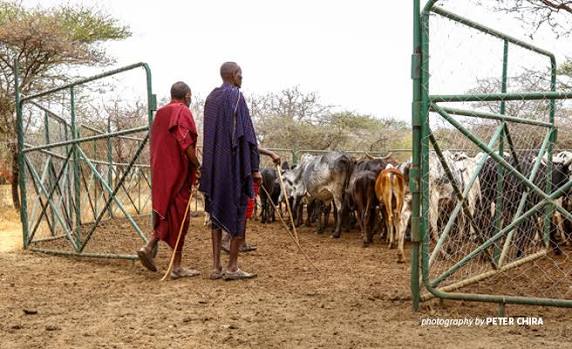 Predator-Proof Bomas